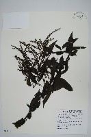 漿果莧藏品圖，第1張