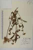 狼把草藏品圖，第1張