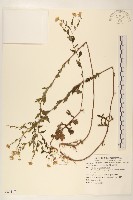 雞兒腸藏品圖，第1張