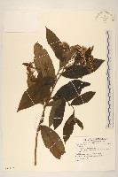 登錄號:S081122藏品圖，第1張