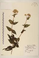 異葉澤蘭藏品圖，第1張