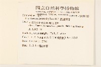 異葉澤蘭藏品圖，第2張