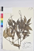 登錄號:S081126藏品圖，第1張