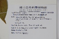 珊瑚冬青藏品圖，第2張