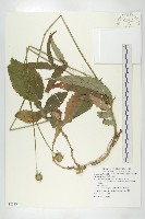 川續斷藏品圖，第1張