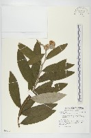 羊耳菊藏品圖，第1張