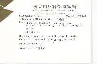 羊耳菊藏品圖，第2張