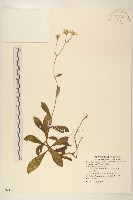 顯脈旋覆花藏品圖，第1張