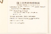 顯脈旋覆花藏品圖，第2張