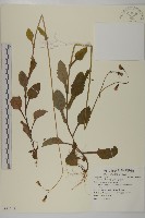 紫背草藏品圖，第1張