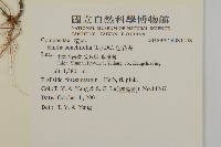 紫背草藏品圖，第2張