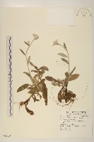 紅面番藏品圖，第1張