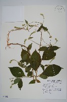 土牛膝藏品圖，第1張