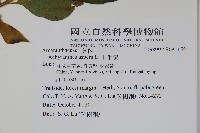 土牛膝藏品圖，第2張