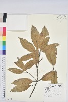 黃毛青岡藏品圖，第1張