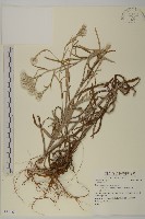 登錄號:S081160藏品圖，第1張