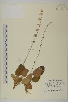 雲南兔兒風藏品圖，第1張