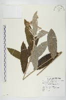 羊耳菊藏品圖，第1張