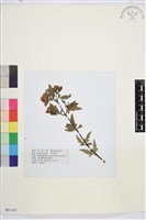 灌木鐵線蓮藏品圖，第1張