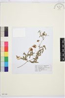 黃花鐵線蓮藏品圖，第1張