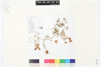 芹葉鐵線蓮藏品圖，第1張