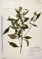 臺灣鱗球花藏品圖，第1張