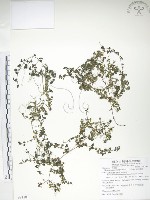 深柱夢草藏品圖，第1張