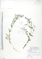 大籽當藥、巒大當藥藏品圖，第1張