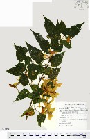 尖葉槭藏品圖，第1張