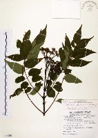 賊仔樹藏品圖，第1張