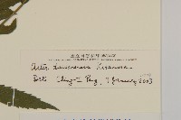 臺灣馬蘭藏品圖，第3張