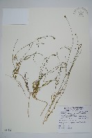 細葉蘭花參藏品圖，第1張