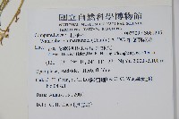 細葉蘭花參藏品圖，第2張