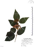 杜虹花，台灣紫珠藏品圖，第1張