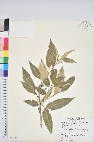 狹葉櫟藏品圖，第1張