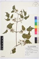 串鼻龍藏品圖，第1張