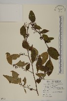 佩羅特木藏品圖，第1張