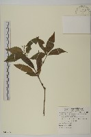 草珊瑚、紅果金粟蘭藏品圖，第1張