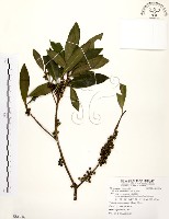 大明橘藏品圖，第1張