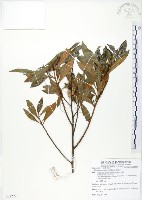 車桑子藏品圖，第1張