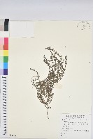 登錄號:S081224藏品圖，第1張