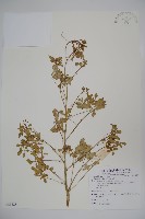 刺山柑藏品圖，第1張