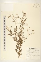 銀膠菊藏品圖，第1張