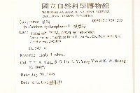 銀膠菊藏品圖，第2張