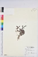 登錄號:S081239藏品圖，第1張