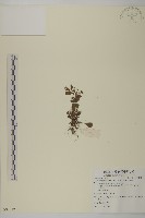 魚眼菊藏品圖，第1張