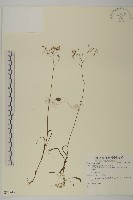 登錄號:S081243藏品圖，第1張