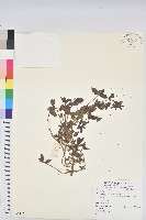 登錄號:S081245藏品圖，第1張