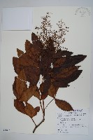 登錄號:S081246藏品圖，第1張