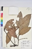 毛枝青岡藏品圖，第1張